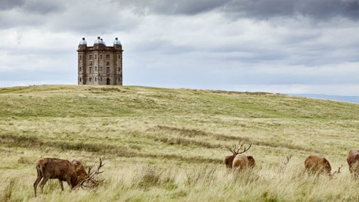 Deer in front of The Cage at Lyme Park, House and Garden